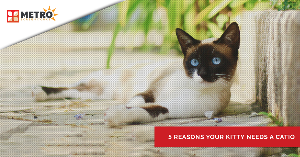 Cat lounging on the ground and the title "5 reasons your kitty needs a catio"