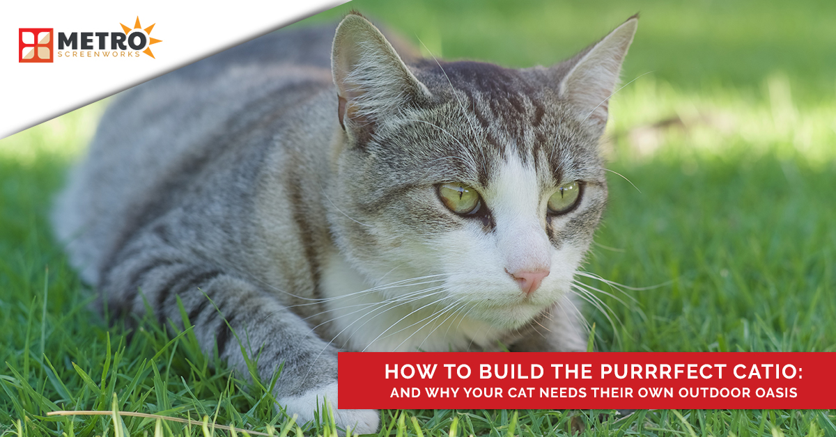 Cat laying on the grass and the title "how to build the purrrfect catio"