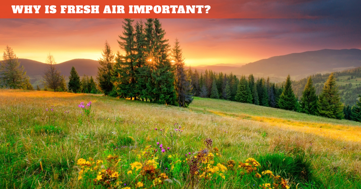 Open meadow with trees and the title "Why is fresh air important?"