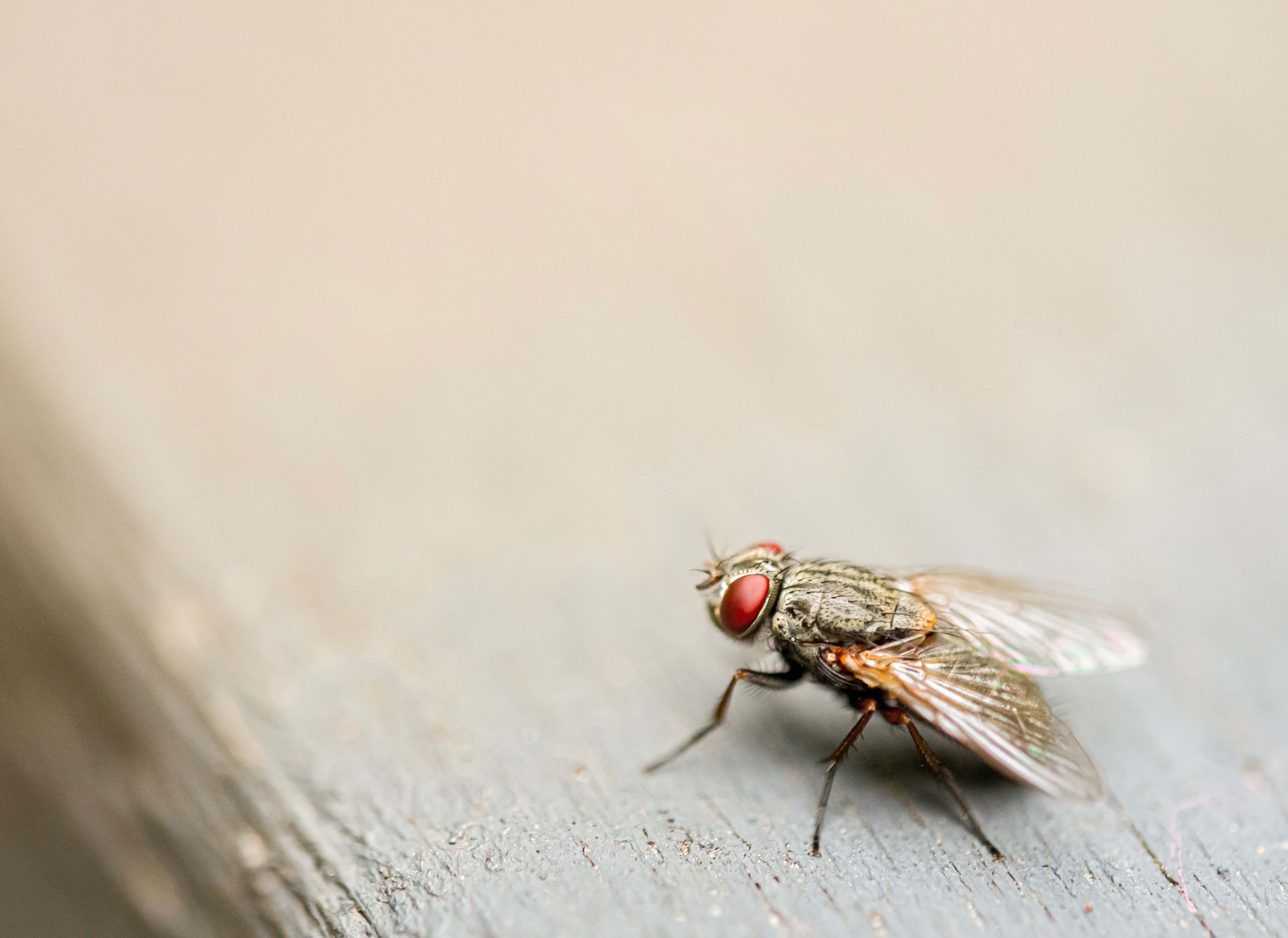 Fly sitting on wood