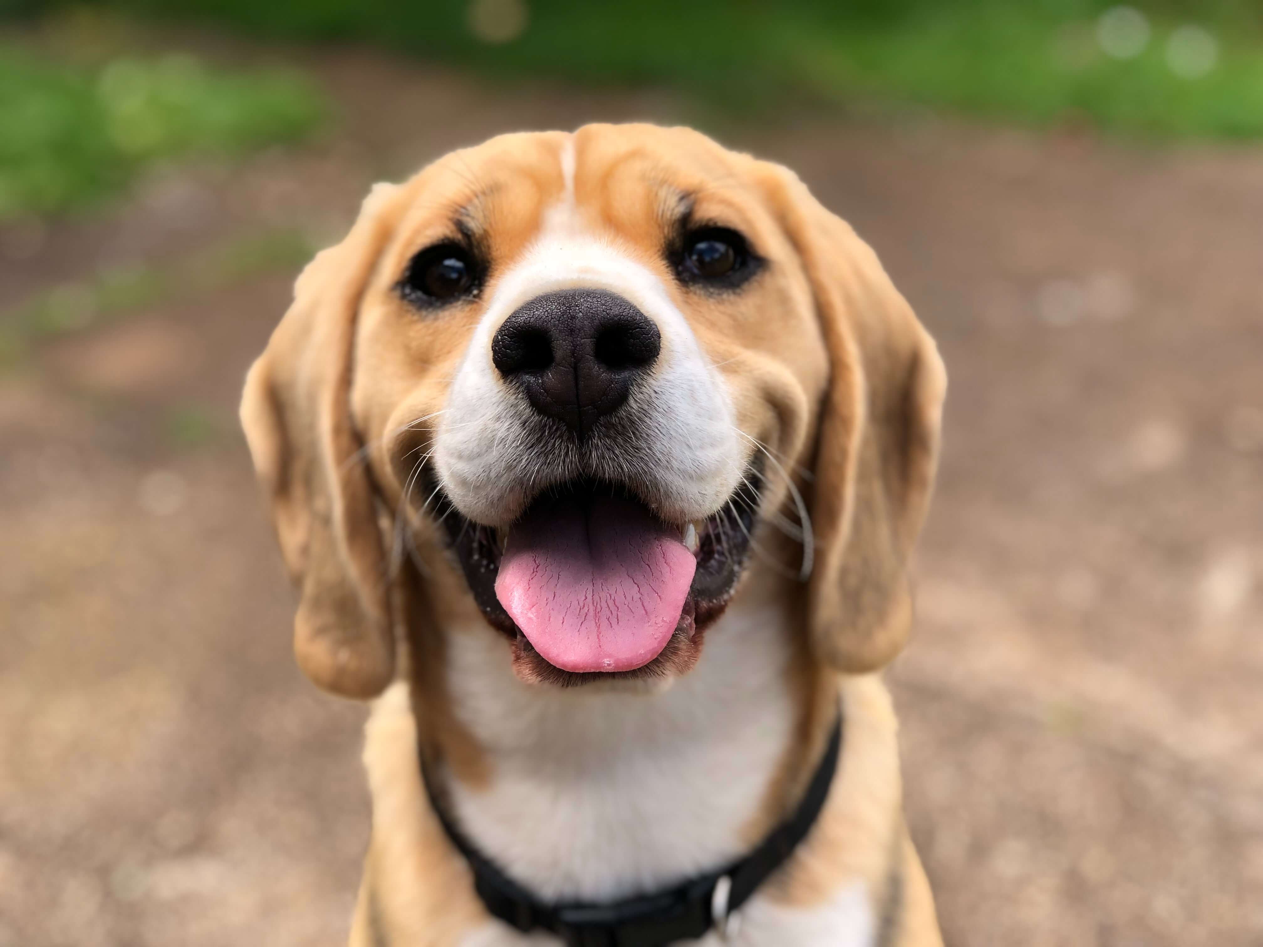 Smiling dog 