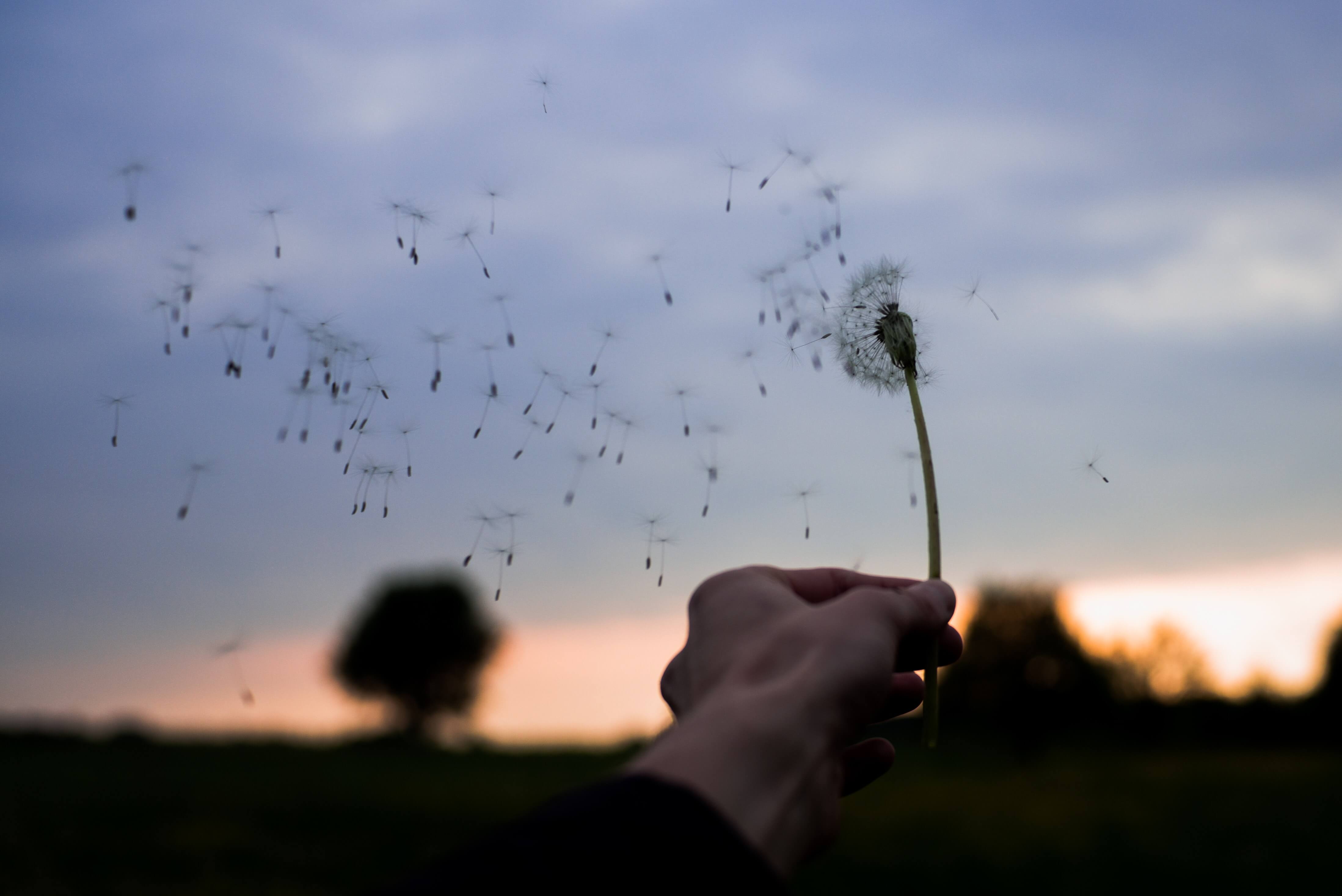 Dandelion blowing in the wind