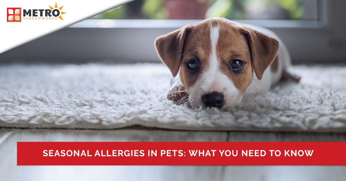 Dog laying on carpet with text "Seasonal allergies in pets: What you need to know"