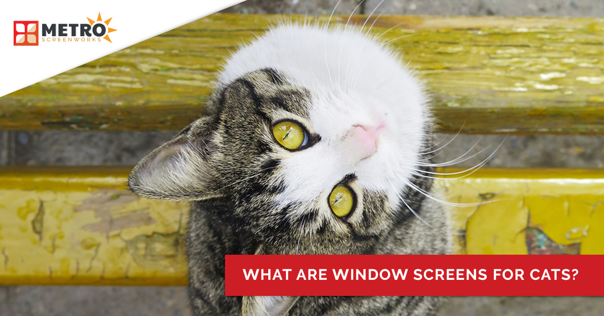 Cat with tilted head and text "what are window screens for cats?"
