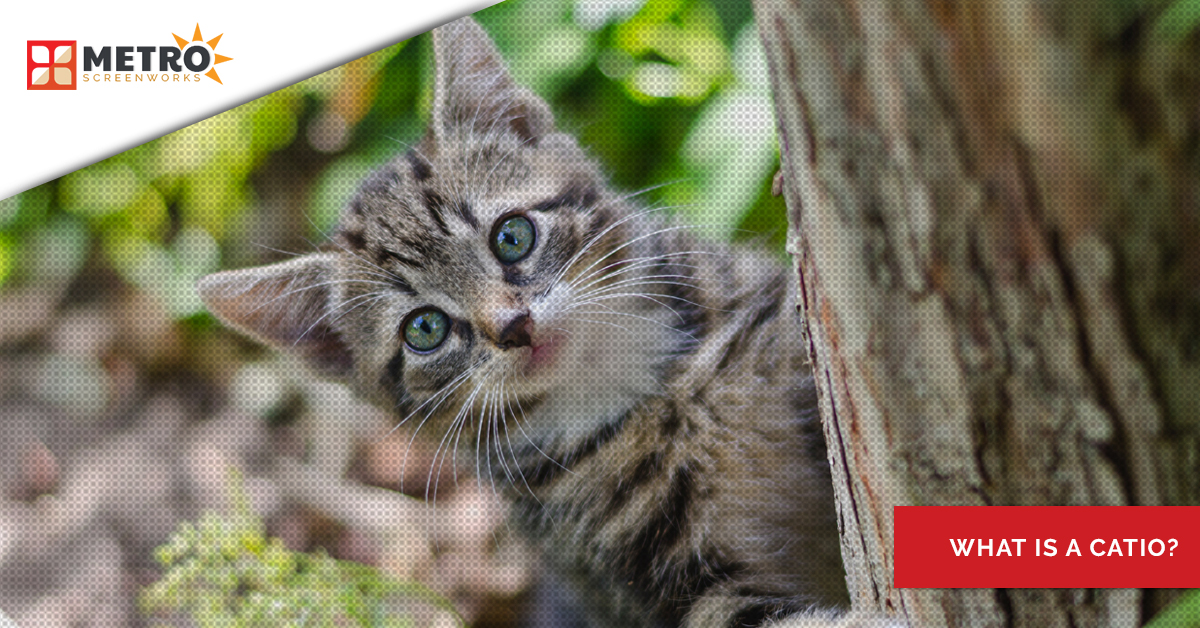 Kitten poking head around a tree and the title "what is a catio?"